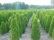 thuja-smaragd-100-120-cm-our-transport.jpg