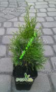 thuja-smaragd-30-cm-flower-pot-07-l.jpg