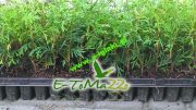 thuja-tuja-brabant-producent-multipaleta-15cm.jpg