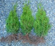 thuya-brabant-30-45-cm-ground-thuja-brabant-30-45-cm-ground.jpg